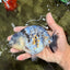 A Grade Tiger Ranchu Female 5-5.5 inches #073126RC_12