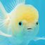 A Grade BEAUTIFUL White Oranda Male 5 inches #072525OR_14