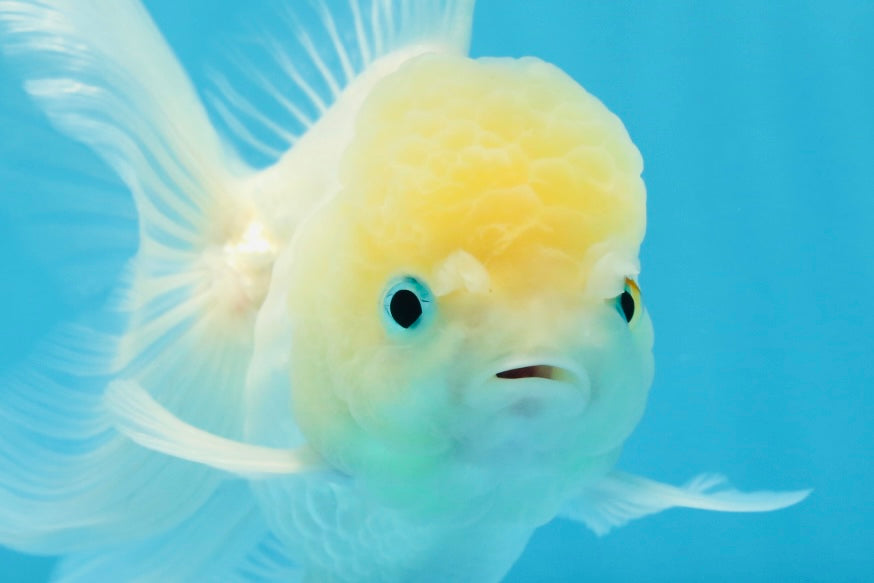 A Grade BEAUTIFUL White Oranda Male 5 inches #072525OR_14