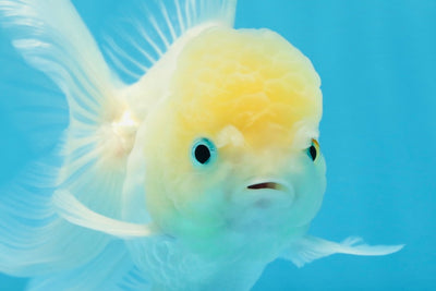 A Grade BEAUTIFUL White Oranda Male 5 inches #072525OR_14