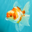 A Grade Kohaku Red White Oranda Male 5.5 inches #101626OR_12