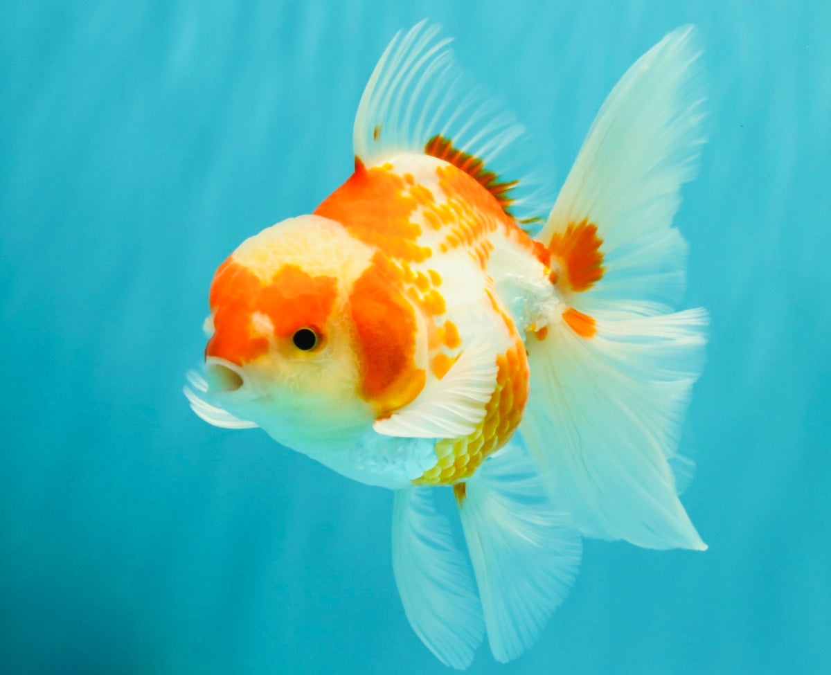 A Grade Kohaku Red White Oranda Male 5.5 inches #101626OR_12