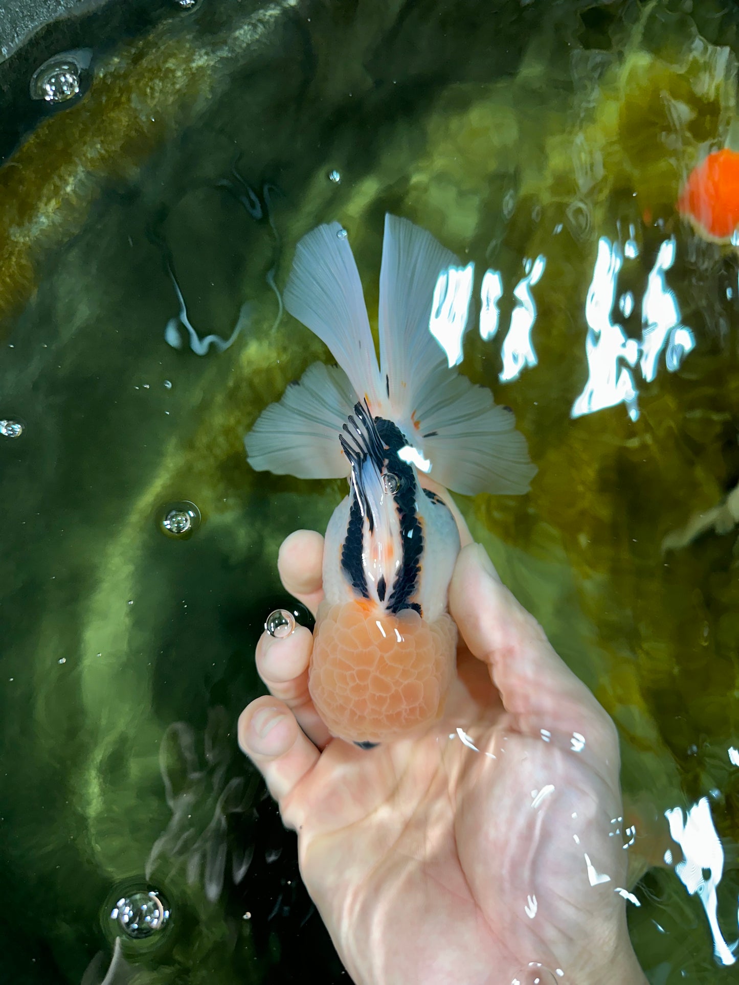 AAA Grade Tricolor Oranda Male 5.5 inches #050925OR_40