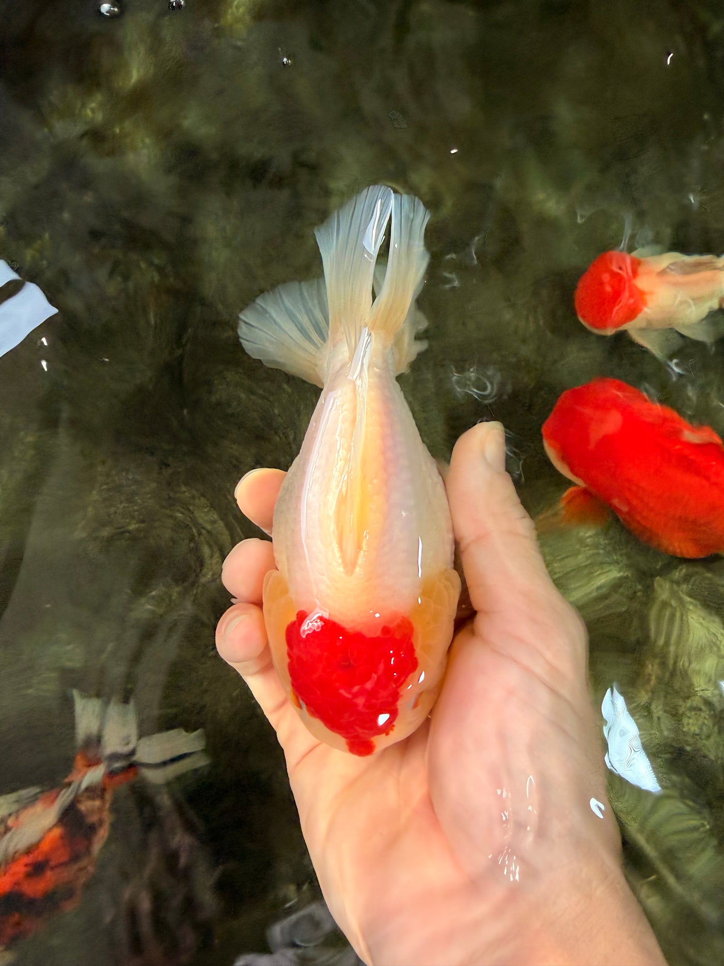 CHUBBY AAA Grade Tancho Red White Yuanbao Male 5-5.5 inches #031326YB_18