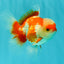 AAA Grade Red White Oranda Male 5 inches #061926OR_23