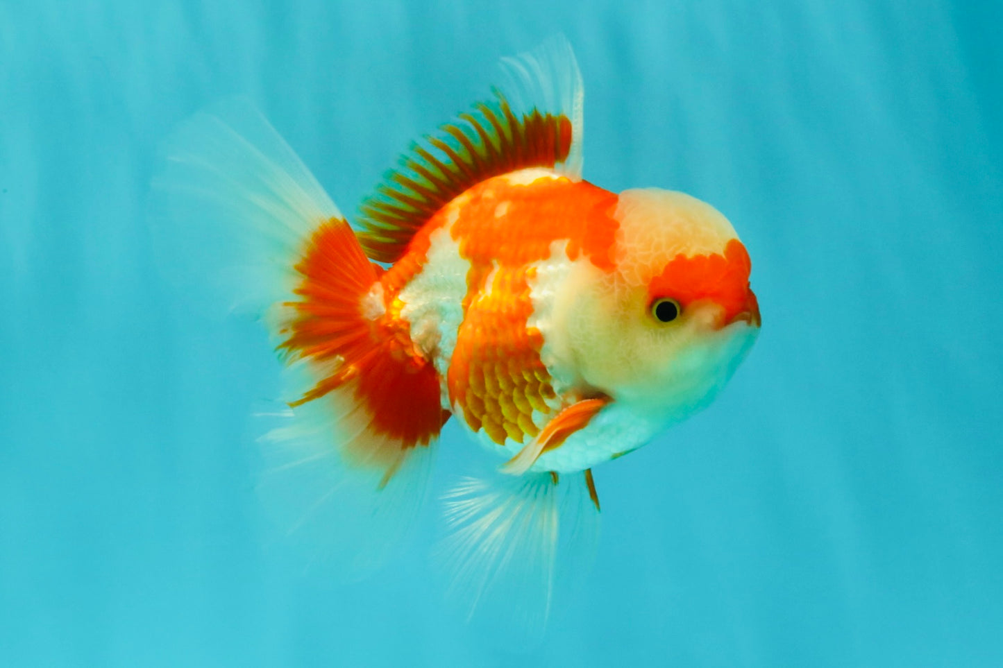 AAA Grade Red White Oranda Male 5 inches #061926OR_23