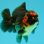UNIQUE AAA Grade Apache Yuanbao Male 5-5.5 inches #051526YB_06