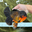 CHUNKY AAA Grade Godzilla Apache Oranda Male 6.5 inches #031326OR_02