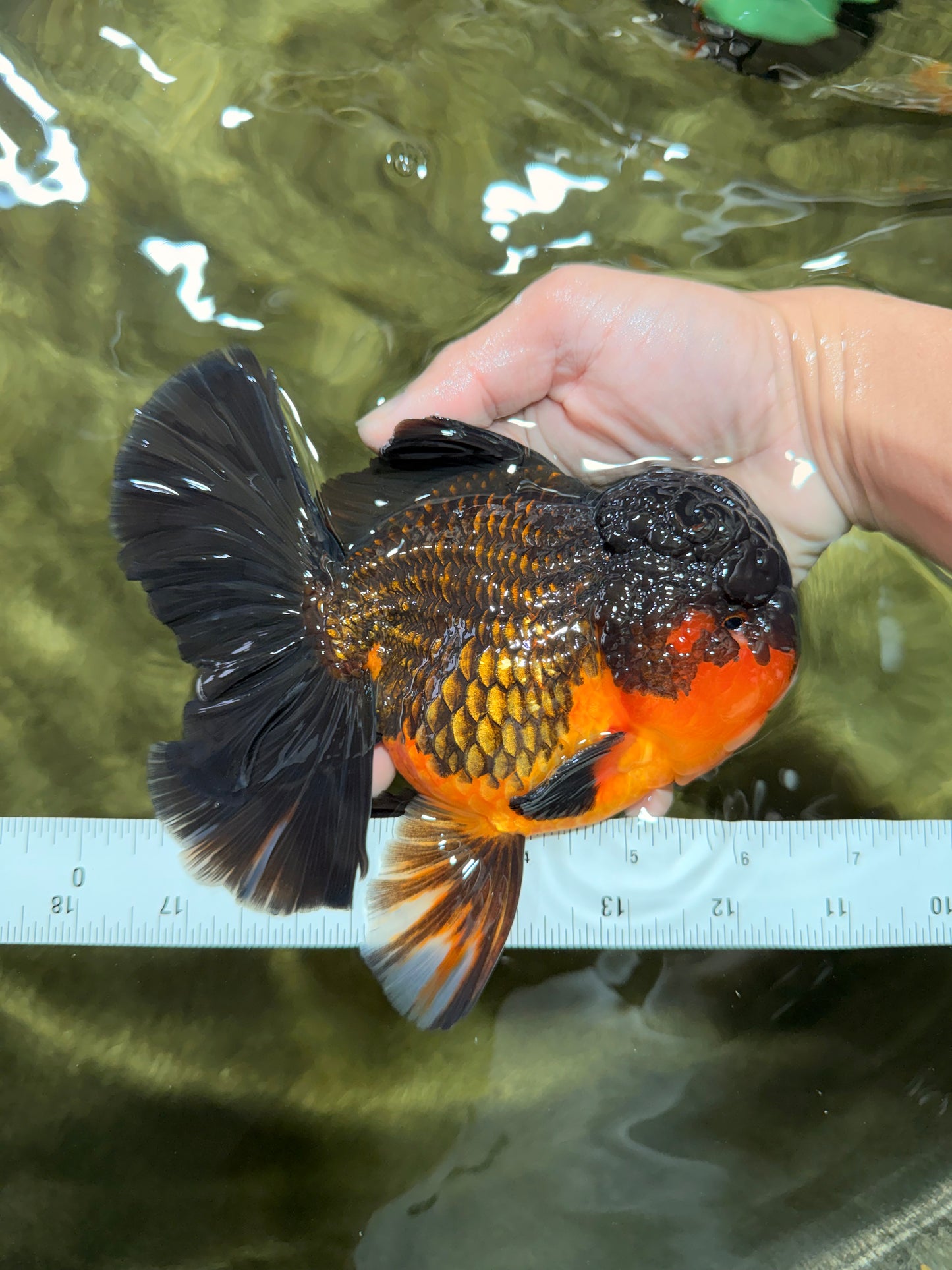 CHUNKY AAA Grade Godzilla Apache Oranda Male 6.5 inches #031326OR_02