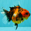 A Grade Tiger Oranda Female 5.5 inches #062626OR_38