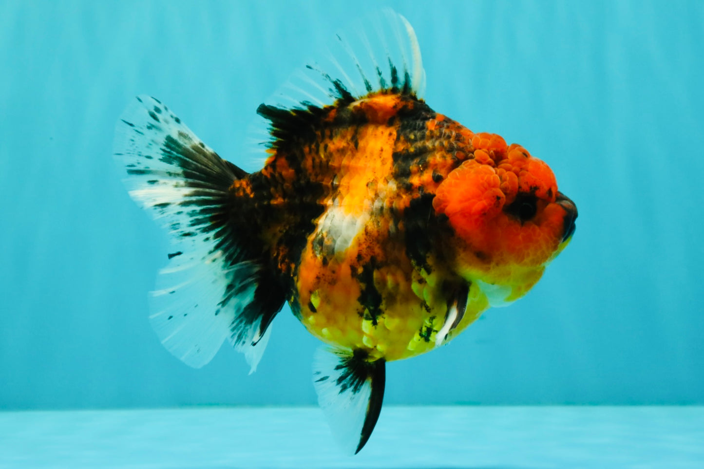 A Grade Tiger Oranda Female 5.5 inches #062626OR_38