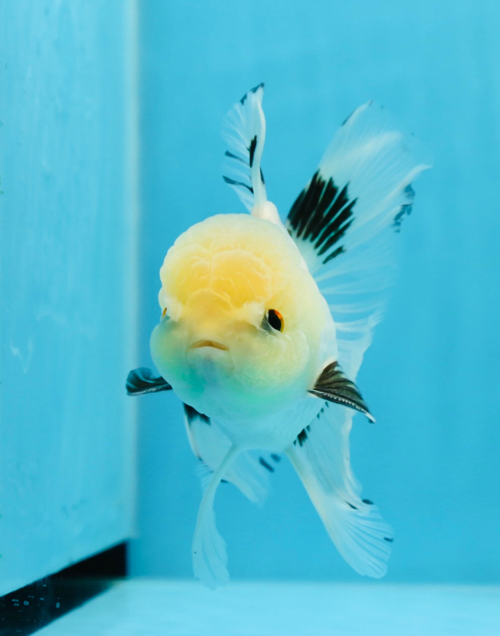 Panda macho de ojos de botón de grado A, oranda, 5 pulgadas, n.º 0920OR_25