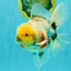 CHONKY AAA Grade Marble Button Eyes Oranda Male 6 inches #061926OR_27