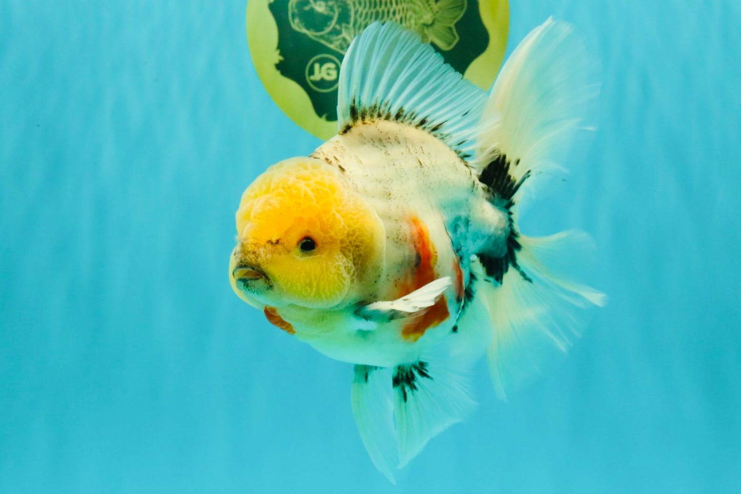 CHONKY AAA Grade Marble Button Eyes Oranda Male 6 inches #061926OR_27