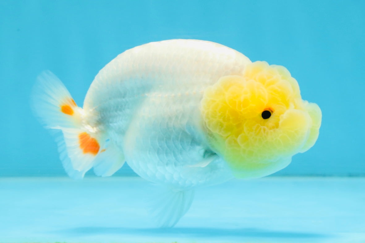 AAA Grade Young Lemonhead LionQueen 4 inches #101025LC_06