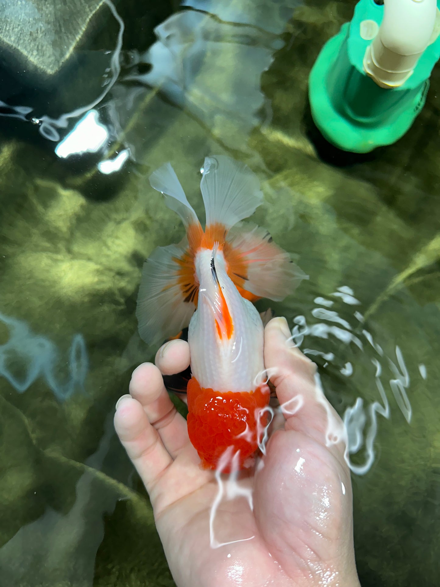 Red White Oranda Female 5.5 inches #110124OR_08