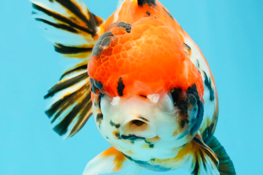 Tricolor Tiger Yuanbao Female 5.5 inches #030626YB_13