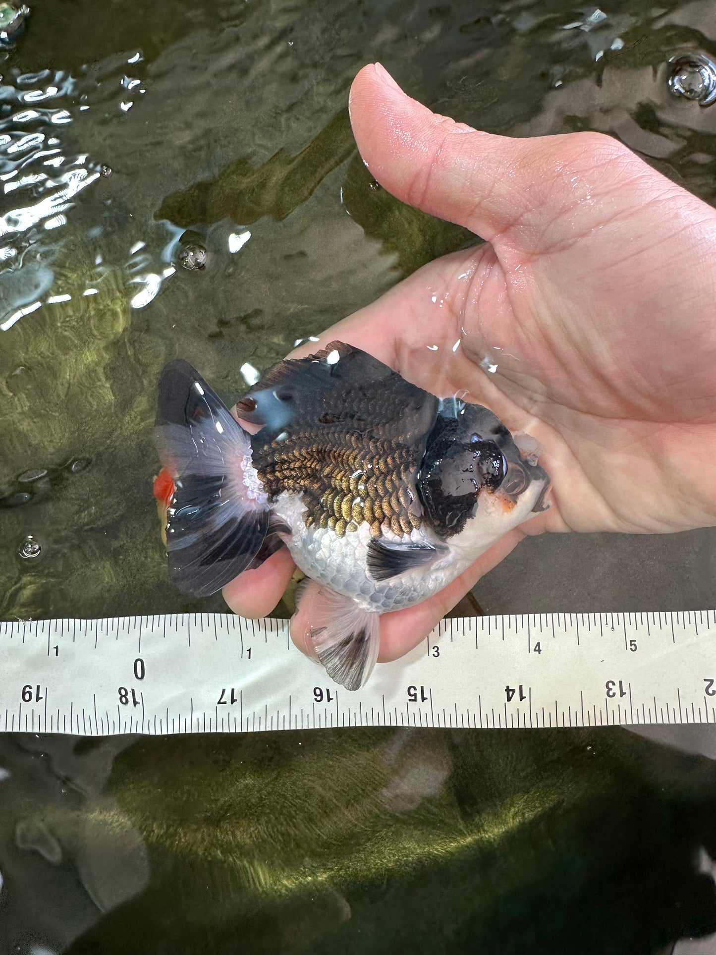 Pompom Panda Yuanbao Male 4 inches #052325YB_28