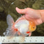 A Grade White Oranda Male 6 inches #100926OR_16