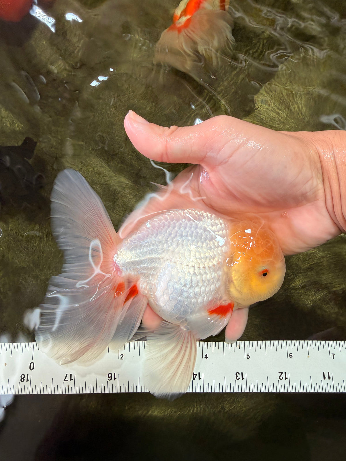 A Grade White Oranda Male 6 inches #100926OR_16