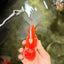 VISION A Grade Red White Oranda Male 6 inches #070626OR_08
