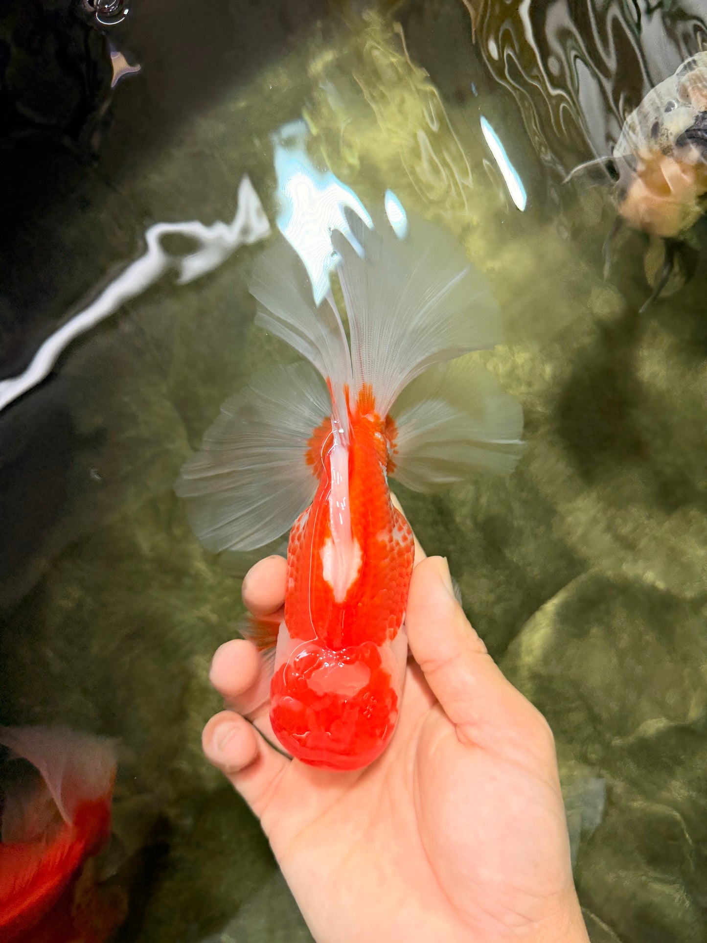 VISION A Grade Red White Oranda Male 6 inches #070626OR_08