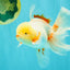 A Grade Lipstick Red White Oranda Male 5.5-6 inches #100926OR_14