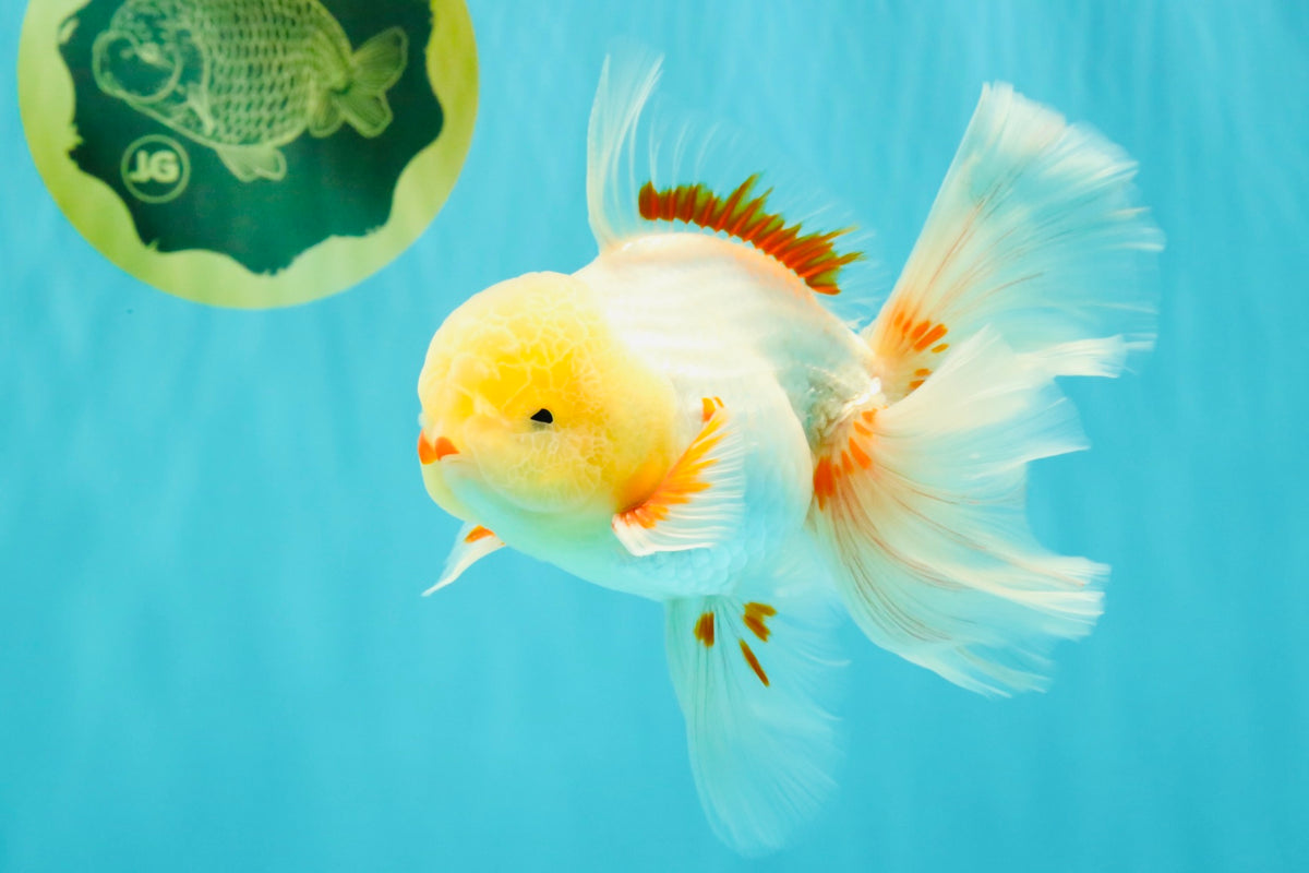 A Grade Lipstick Red White Oranda Male 5.5-6 inches #100926OR_14