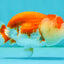 CHUBBY A Grade Red White LionQueen Female 4 inches #042426LC_20