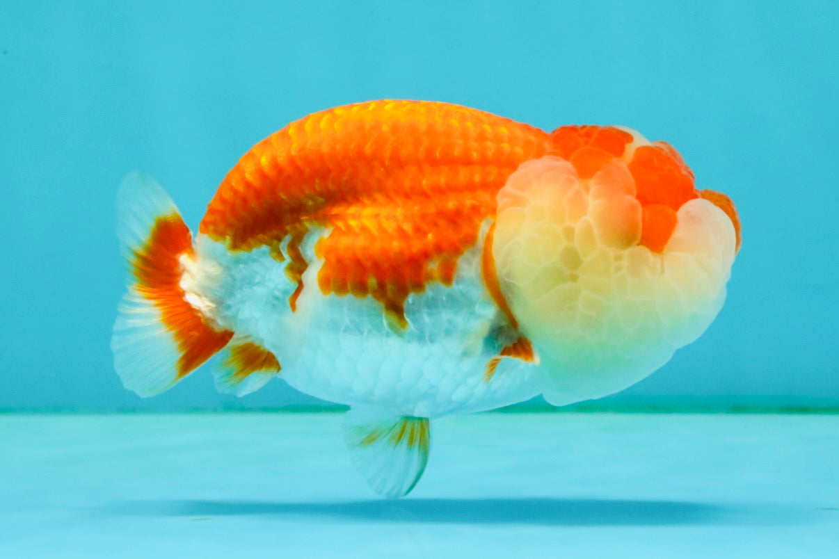 CHUBBY A Grade Red White LionQueen Female 4 inches #042426LC_20