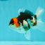 Tricolor Oranda Male 3.5-4 inches #102524OR_20