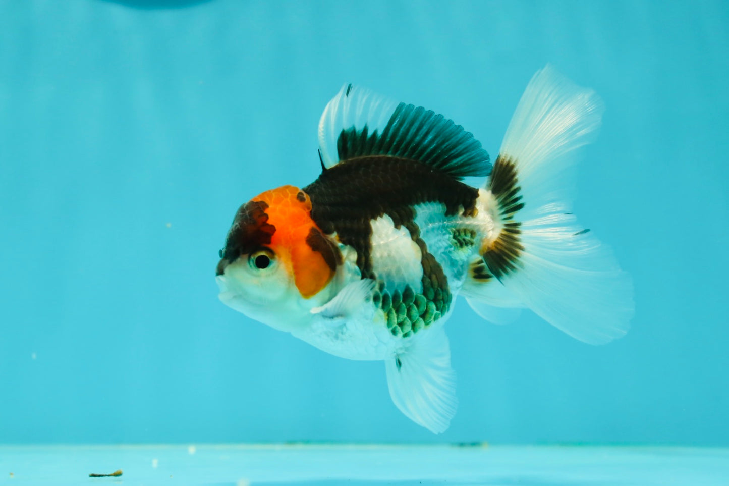 Tricolor Oranda Male 3.5-4 inches #102524OR_20