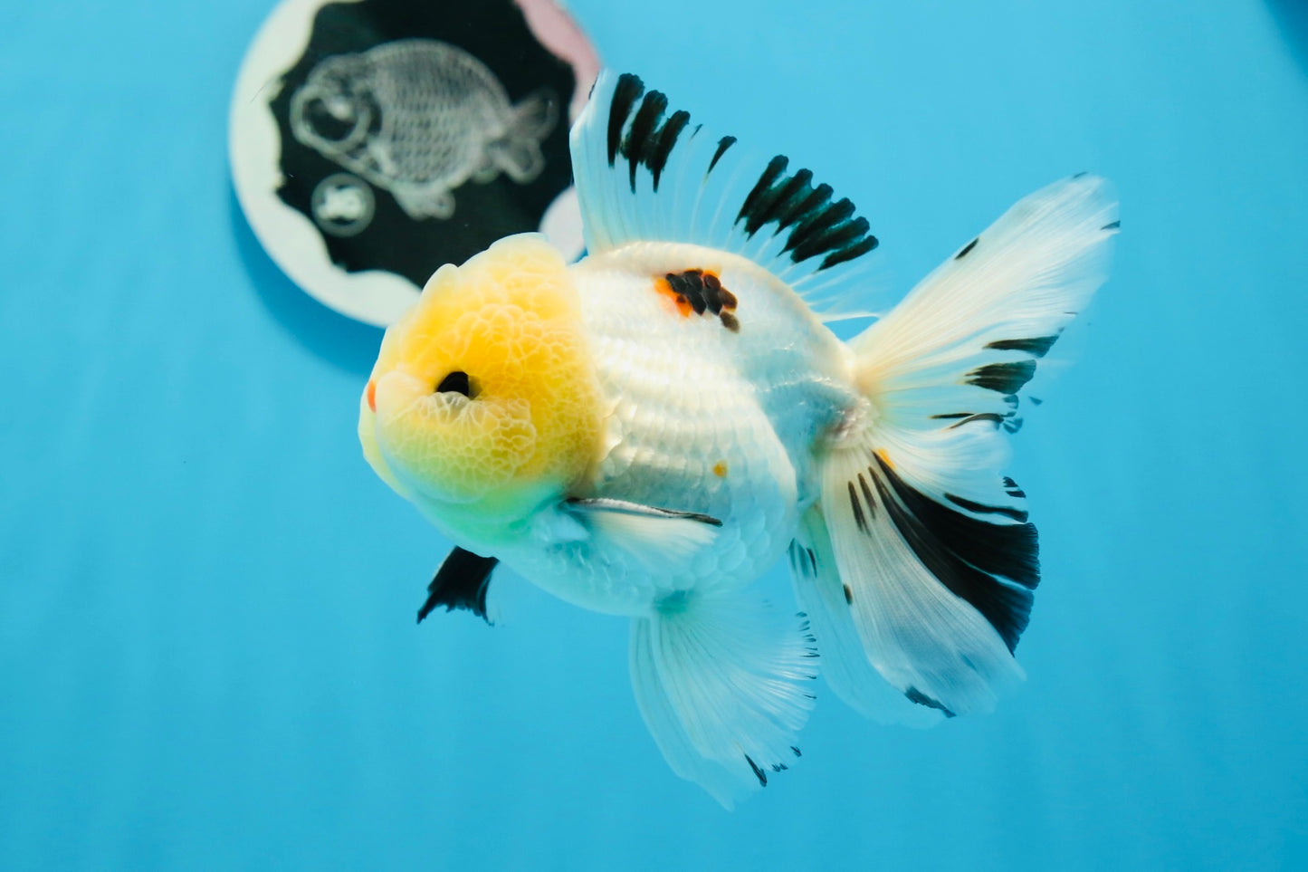 AAA Grade Lemonhead Tricolor Button Eyes Oranda Male 4.5-5 inches #0913OR_14