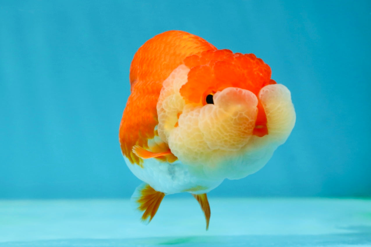 AAA Grade Peekaboo Red White LionQueen 4-4.5 inches #050925LC_15