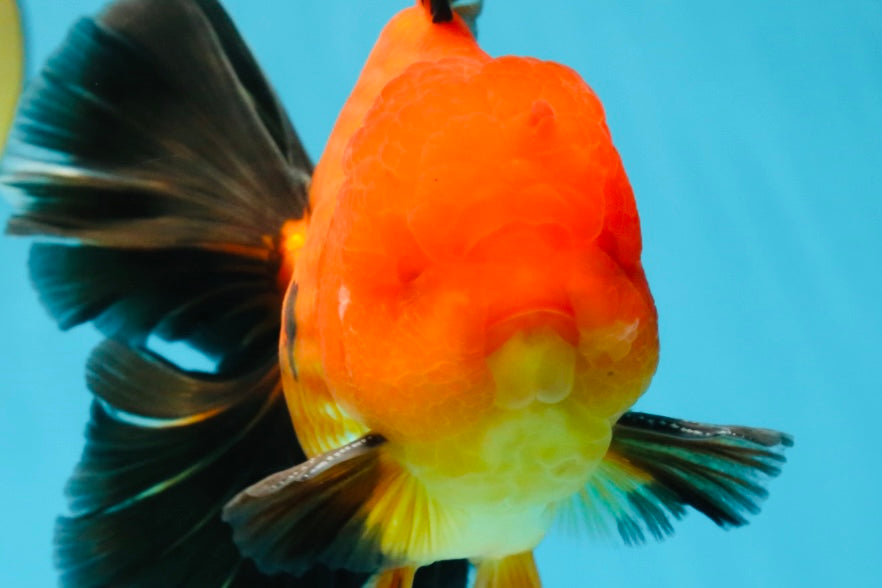 AAA Grade Godzilla Apache Oranda Male 5.5 inches #052325OR_01