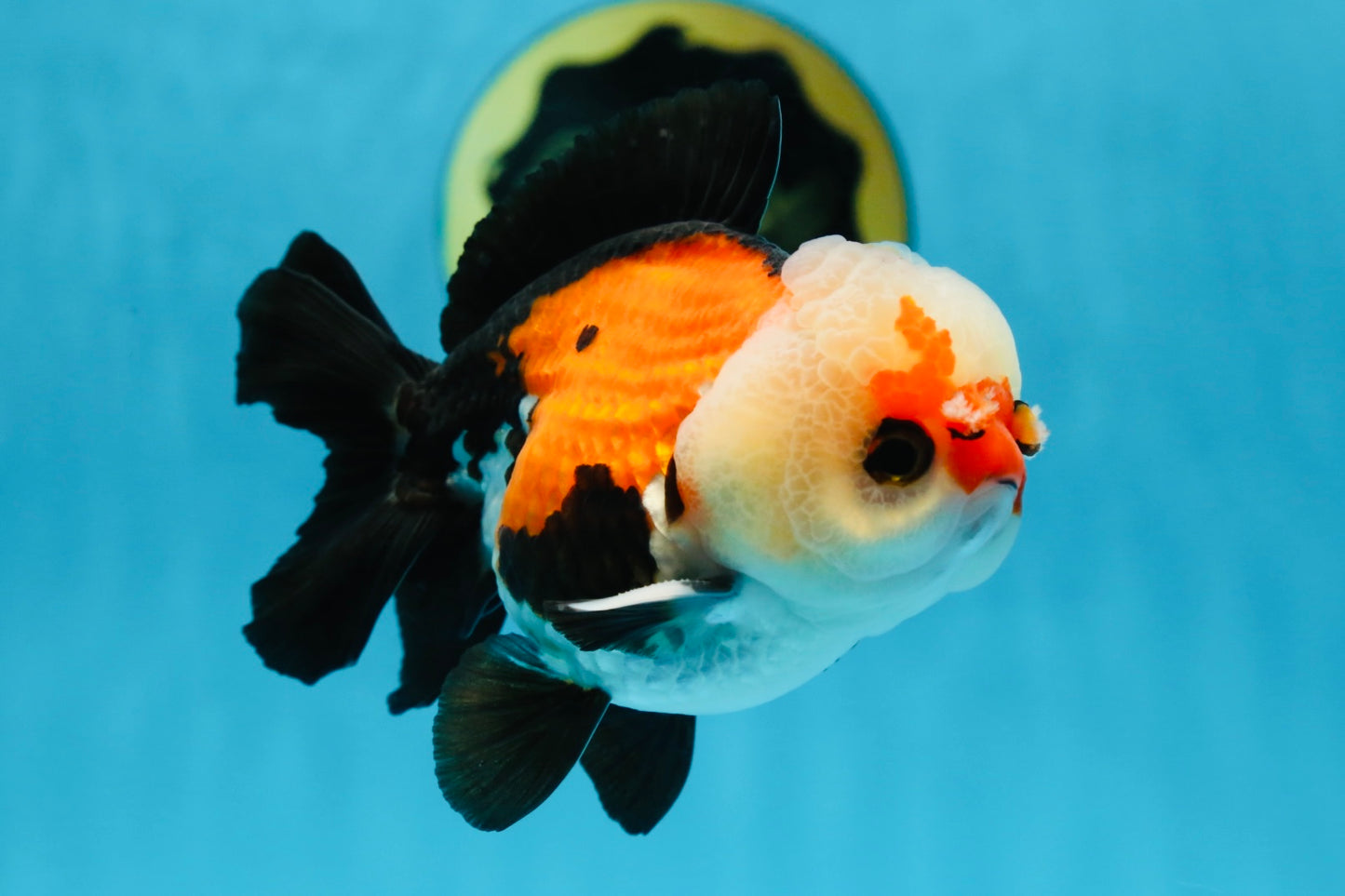 A Grade Adorable Pompom Tricolor Yuanbao Male 4-4.5 inches #071125YB_19