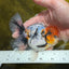 AAA Grade Caribe Calico Oranda Male 4.5 inches #1201OR_12