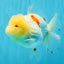 BEAUTY A Grade Red White Oranda Female 5.5 inches #040326OR_06