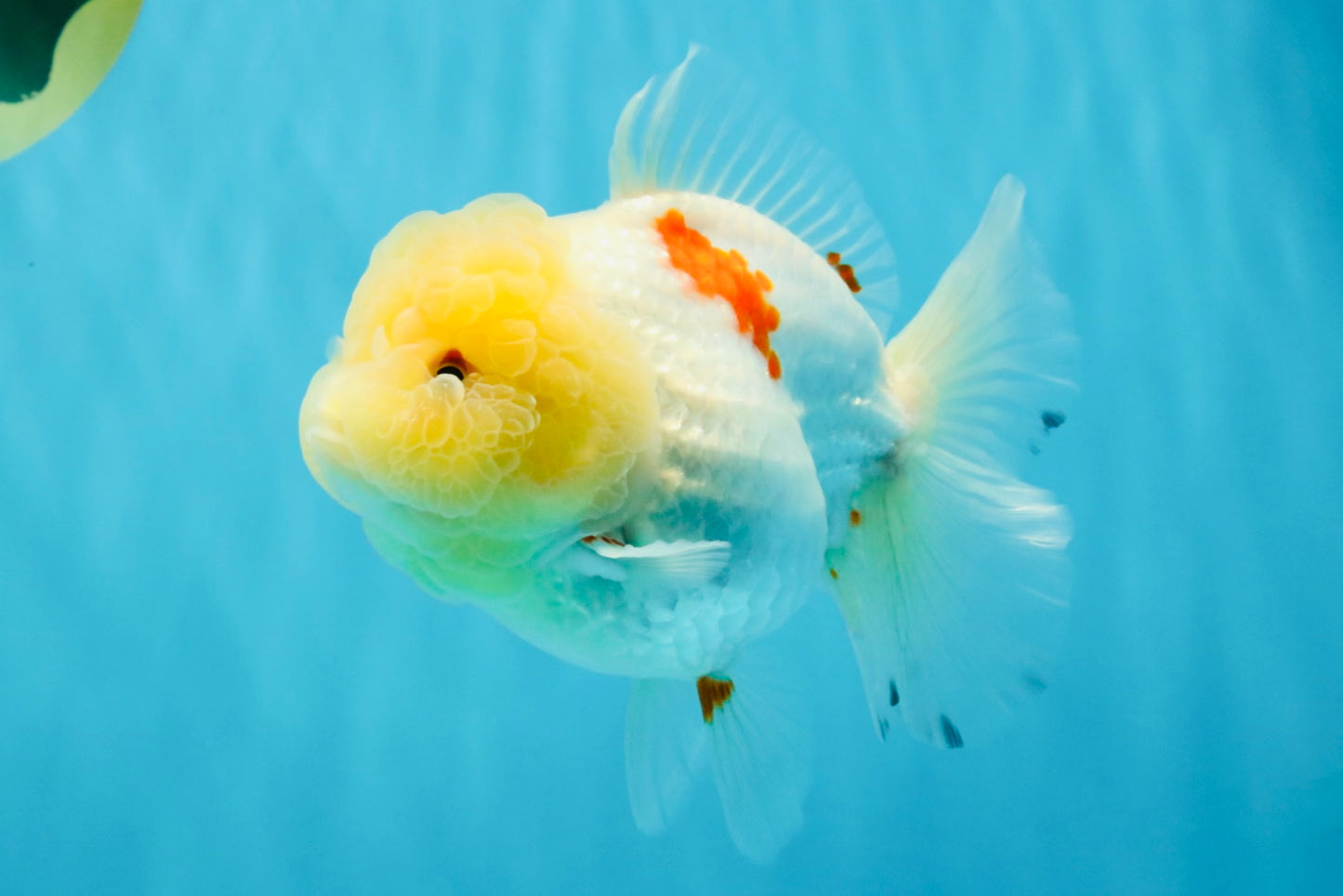 BEAUTY A Grade Red White Oranda Female 5.5 inches #040326OR_06