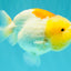 Red White Lionchu Female 4.5-5 Inches #100226LC_16