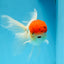 MARIO Red Cap Oranda Male 5-5.5 inches #072525OR_15
