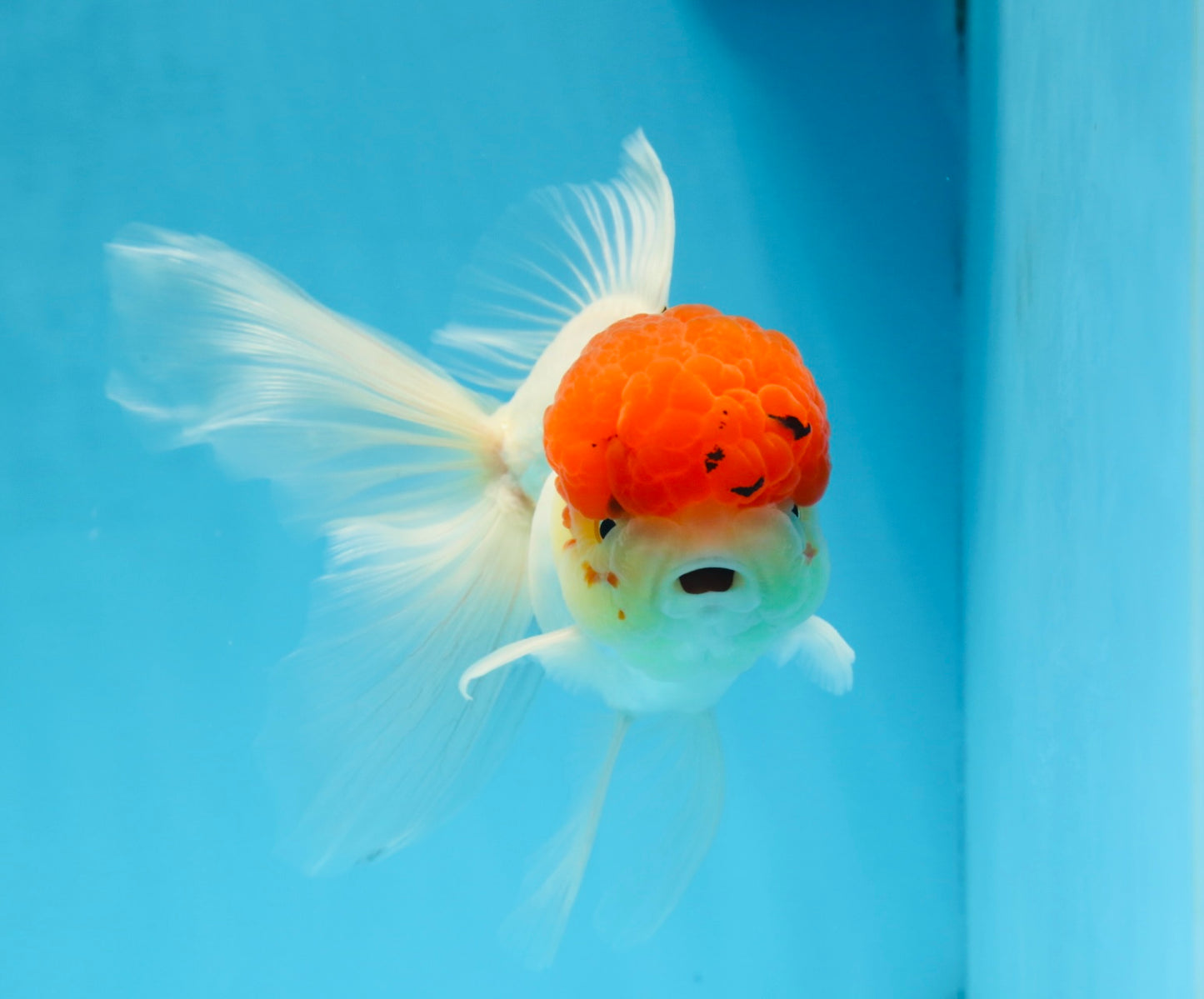 MARIO Red Cap Oranda Male 5-5.5 inches #072525OR_15