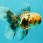 AAA Grade Calico Oranda Male 6-6.5 inches #070626OR_16