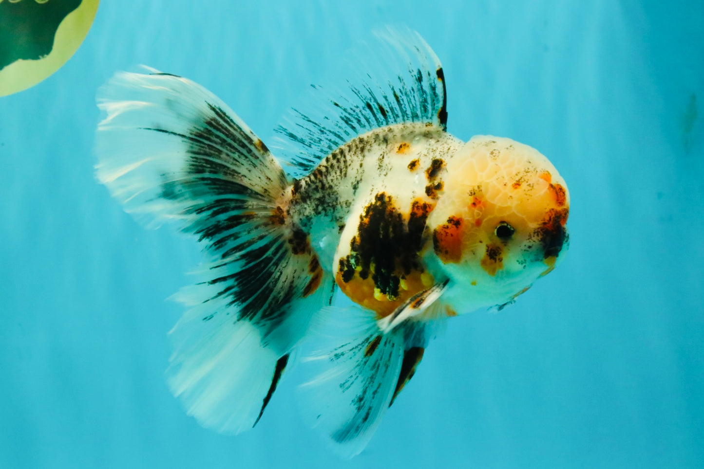 AAA Grade Calico Oranda Male 6-6.5 inches #070626OR_16