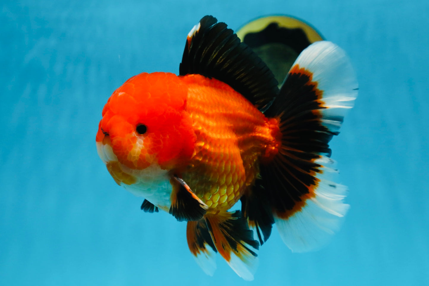 AAA Grade Young Godzilla Apache Oranda Male 6 inches #081525OR_09