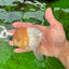 AAA Grade Lemonhead Oranda Male 4.5-5 inches #0830OR_12