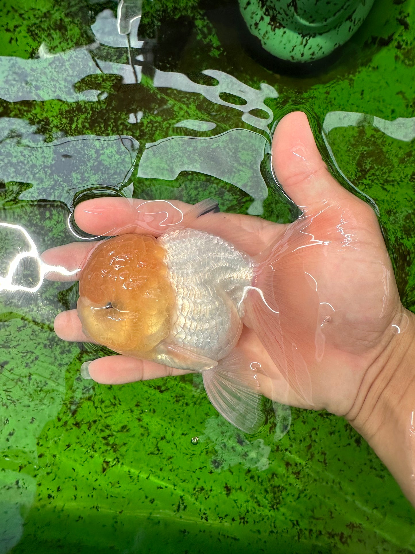 AAA Grade Lemonhead Oranda Male 4.5-5 inches #0830OR_12