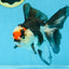 Tricolor Oranda Female 5-5.5 inches #111425OR_17