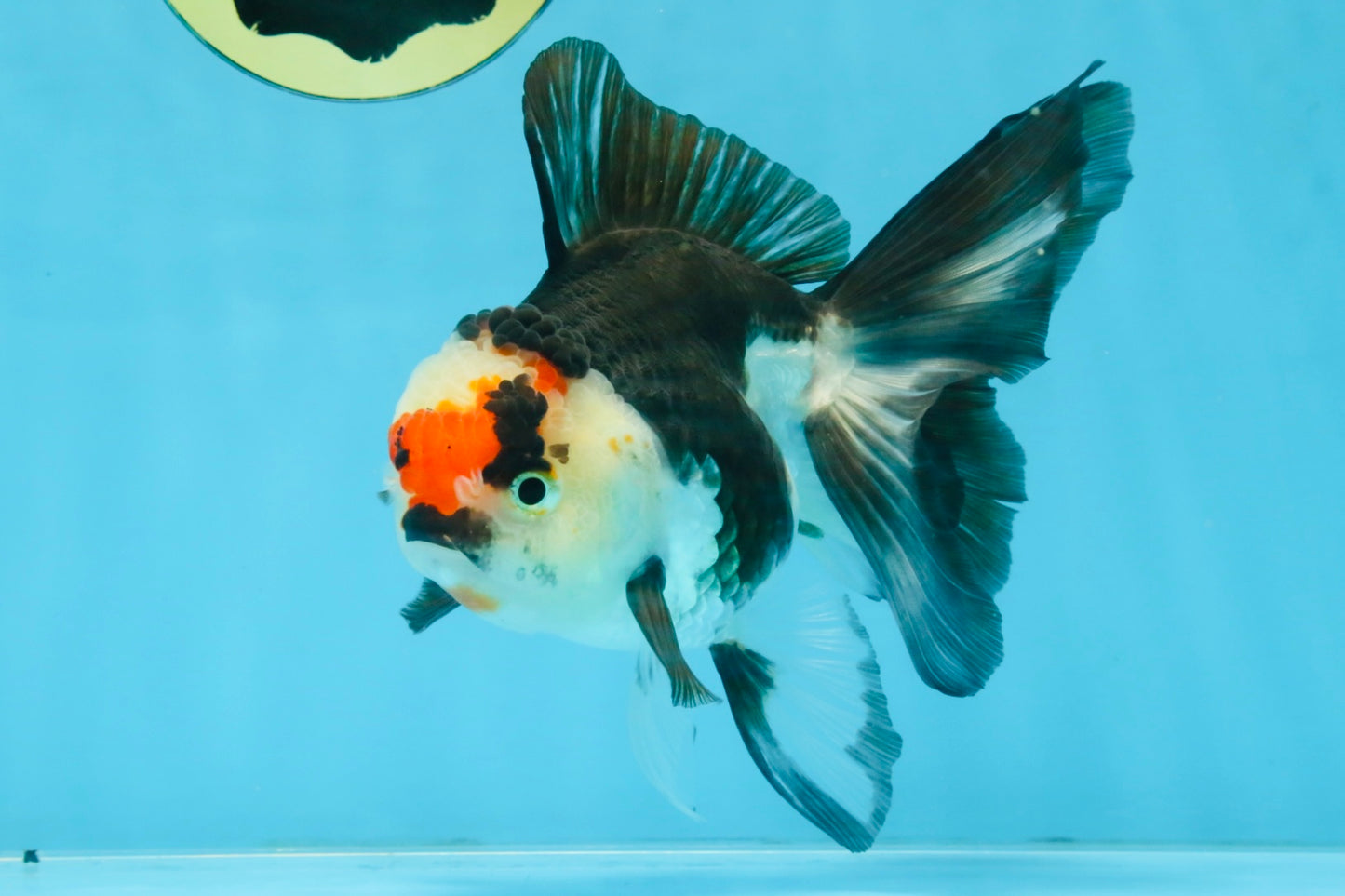 Tricolor Oranda Female 5-5.5 inches #111425OR_17