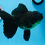 Femelle Oranda noire de grande taille de catégorie A 7 à 7,5 pouces #0706OR_10